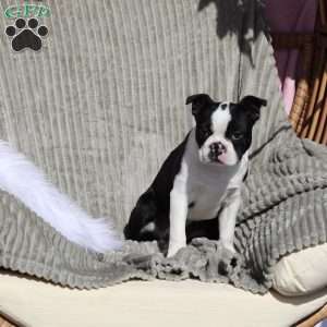 Boots, Boston Terrier Puppy